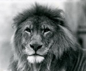 Leone maschio 