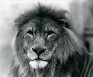 Leone maschio Kuja al London Zoo, gennaio 1925 da Frederick William Bond