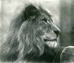 Leone maschio Kuja allo Zoo di Londra nel gennaio 1925 da Frederick William Bond