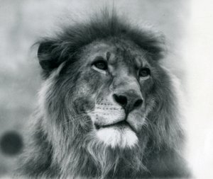 Leone maschio Kuja allo Zoo di Londra nel gennaio 1925 da Frederick William Bond