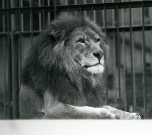 Leone maschio 