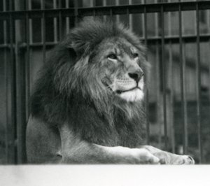 Leone maschio Kuja sdraiato nel suo recinto al London Zoo, gennaio 1925