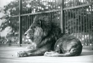Leone maschio Toto sdraiato nel suo recinto allo zoo di Londra nel settembre 1927 da Frederick William Bond