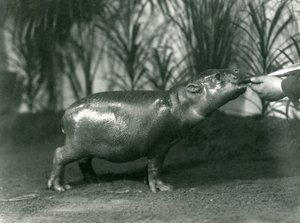 Percy, un giovane Ippopotamo Pigmeo nutrito a mano allo Zoo di Londra, novembre 1923 da Frederick William Bond