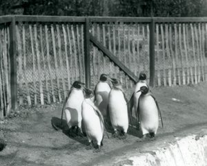 Sei pinguini reali che camminano accanto alla loro piscina allo Zoo di Londra nel 1927 da Frederick William Bond