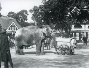 Syed Ali che cavalca Indiarani dietro una carriola, Zoo di Londra, ottobre 1925 da Frederick William Bond