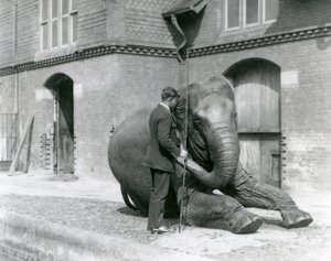 Syed Ali, che addestra Indiarani davanti alla Casa degli Elefanti, Zoo di Londra, agosto 1923 da Frederick William Bond