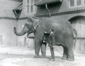 Syed Ali addestra Indiarani davanti alla Casa degli Elefanti, Zoo di Londra, agosto 1923 da Frederick William Bond