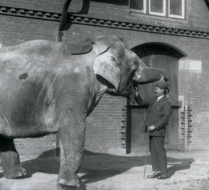 Syed Ali che addestra Indiarani davanti alla Casa degli Elefanti, Zoo di Londra, ottobre 1925 da Frederick William Bond