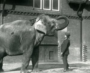 Syed Ali che addestra Indiarani davanti alla Casa degli Elefanti, Zoo di Londra, ottobre 1925 da Frederick William Bond
