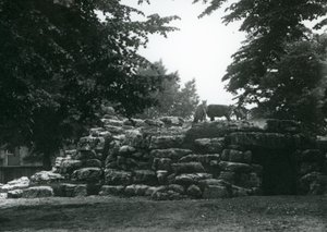 Il recinto degli Eland al London Zoo, giugno 1924 da Frederick William Bond