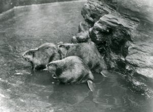 Tre castori nella loro piscina allo Zoo di Londra, anni 1920