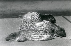 Tre istrici del Capo sudafricano, Zoo di Londra, 1925 da Frederick William Bond