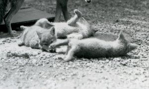 Tre cuccioli di coyote che rotolano a terra, ai piedi della loro madre, Zoo di Londra da Frederick William Bond