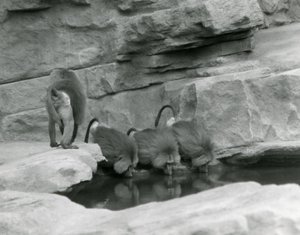 Tre babbuini sacri bevono da una pozza nel loro recinto roccioso mentre un quarto si allontana, London Zoo, giugno 1925 da Frederick William Bond