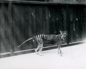 Tilacino Lupo della Tasmania allo Zoo di Londra, prima del 1930 da Frederick William Bond