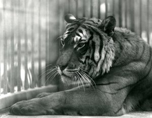 Tigre Sam allo Zoo di Londra, 1925 da Frederick William Bond