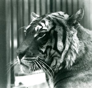 Tigre Sam allo Zoo di Londra nel 1925 da Frederick William Bond