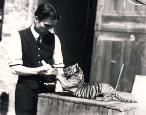 Cucciolo di tigre nutrito dal guardiano Harry Warwick, 1914 da Frederick William Bond