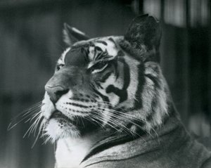 La tigre Sally allo Zoo di Londra nel 1927 da Frederick William Bond
