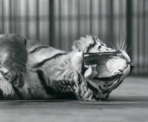 La tigre 