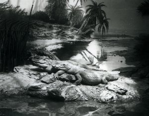 Due Alligatori in un panorama allo Zoo di Londra, giugno 1927 da Frederick William Bond