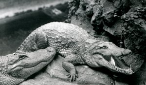 Due alligatori americani allo zoo di Londra, luglio 1914 da Frederick William Bond