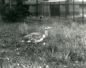 Due otarde arabe nel loro recinto allo Zoo di Londra, settembre 1927