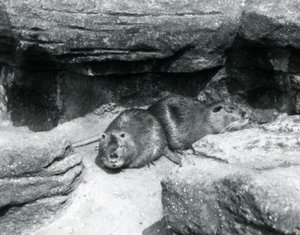 Due nutrie che riposano tra le rocce nel loro recinto allo Zoo di Londra, aprile 1925