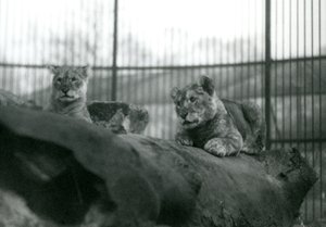 Due cuccioli di leone, nati nella menagerie, nel loro recinto allo Zoo di Londra, aprile 1924 da Frederick William Bond