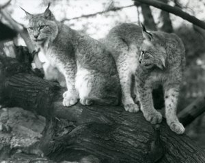 Due linci del nord, una seduta e una in piedi, su un ramo, Zoo di Londra, ottobre 1925 da Frederick William Bond