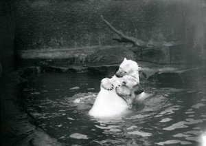 Due orsi polari, incluso un giovane, che si abbracciano e giocano in una piscina allo zoo di Londra, giugno 1922 da Frederick William Bond