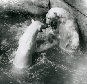 Due orsi polari giocano nella loro piscina. Zoo di Londra, 1926 da Frederick William Bond