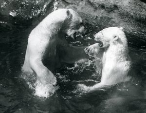 Due orsi polari che giocano nella loro piscina allo Zoo di Londra nel 1926 da Frederick William Bond
