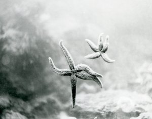Due stelle marine sul vetro dell