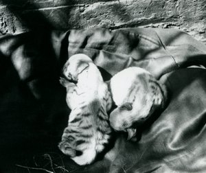 Due cuccioli di iena striata allo zoo di Londra, c.1914