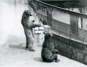 Due orsi bruni, uno in piedi sulle zampe posteriori e uno seduto, guardano giù dalle Terrazze Mappin, Zoo di Londra, luglio 1925 da Frederick William Bond