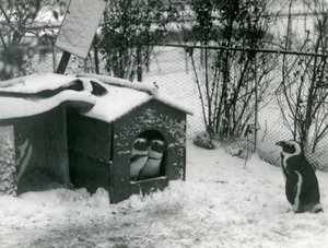 Due pinguini dai piedi neri in pericolo guardano fuori dalla loro scatola nido, nella neve, mentre un altro osserva, Zoo di Londra, 1924 da Frederick William Bond