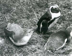 Due pinguini africani piedineri giovani e uno adulto seduti e sdraiati sull
