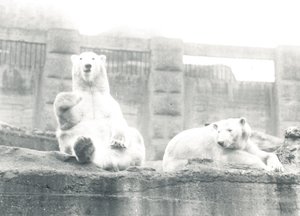 Due orsi polari allo ZSL London Zoo, 1927 da Frederick William Bond