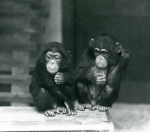 Due giovani scimpanzé seduti su una cassa di legno, Zoo di Londra da Frederick William Bond