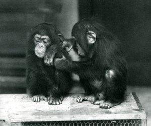 Due giovani scimpanzé seduti su una cassa di legno, London Zoo, 1924 da Frederick William Bond