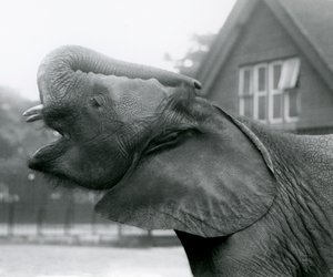 Giovane elefante africano Kiberenge che alza la proboscide e chiama, London Zoo, agosto 1925 da Frederick William Bond