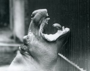 Giovane ippopotamo Bobbie allo Zoo di Londra, 1927