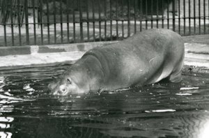 Giovane ippopotamo Bobbie che entra nella sua piscina allo zoo di Londra, agosto 1927 da Frederick William Bond
