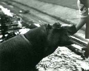 Giovane ippopotamo 