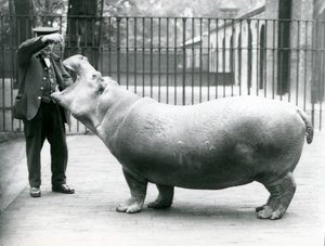 Giovane ippopotamo Bobbie con il custode Ernie Bowman, Zoo di Londra, luglio 1923