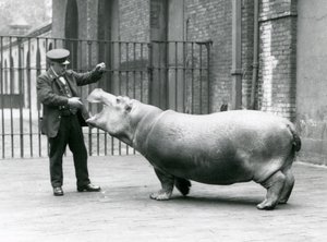 Giovane ippopotamo Bobbie con il custode Ernie Bowman, Zoo di Londra, luglio 1923