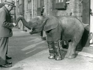Giovane elefante pigmeo africano Oojah con stecche applicate, come parte del suo trattamento per il rachitismo, Zoo di Londra, 1926 da Frederick William Bond