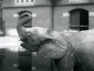 Giovane elefante pigmeo africano Oojah che solleva la proboscide allo Zoo di Londra, agosto 1925 da Frederick William Bond